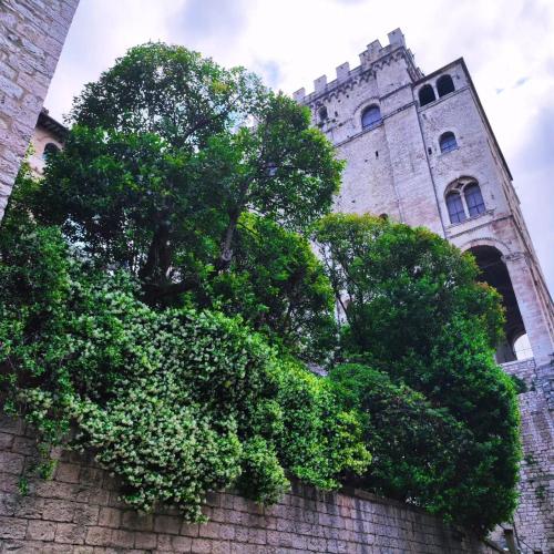 a building with a tree on top of a wall at Locazione Gattapone 3 all'angoletto in Gubbio