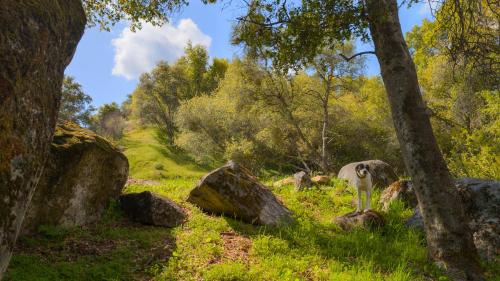 a cow standing in a field with rocks and trees at Genas's Sierra Inn & Restaurant in Dunlap