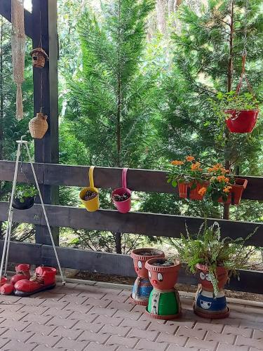 a group of potted plants sitting on a porch at Pensiunea CASA MOLDOVEANA in Piatra Neamţ