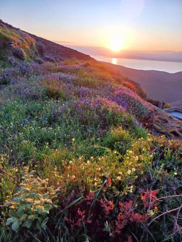a field of flowers on a hill at sunset at ARIA Kea Sunset Homes in Ioulis
