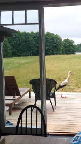 a bird walking on the porch of a house at Dom nad Buwełnem in Marcinowa Wola