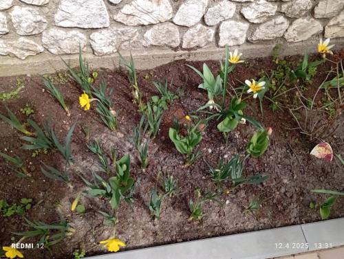 a flower garden with yellow flowers in the dirt at Ubytování u Natálky in Valtice