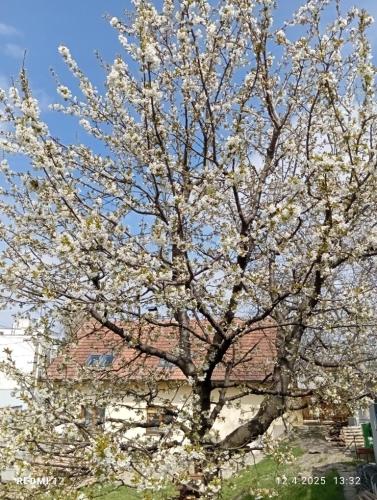 a tree with white flowers in front of a building at Ubytování u Natálky in Valtice
