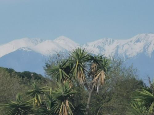 a group of palm trees with mountains in the background at At Anne-Laure and Martine's in Argelès-sur-Mer