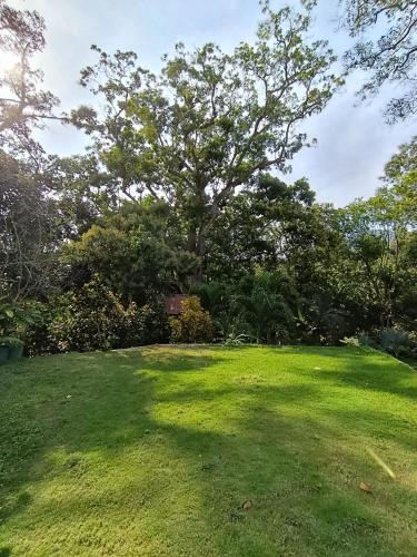 a large lawn with a tree in the background at Treehouse Tayrona in Santa Marta