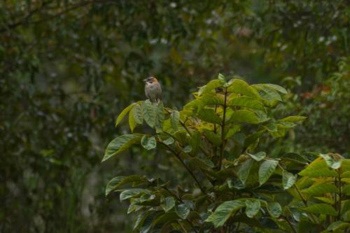 Fotografie z fotogalerie ubytování Neblina Bird v destinaci Otavalo