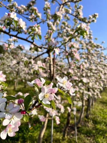 a group of trees with pink and white flowers at Cider Barn &more in Iida