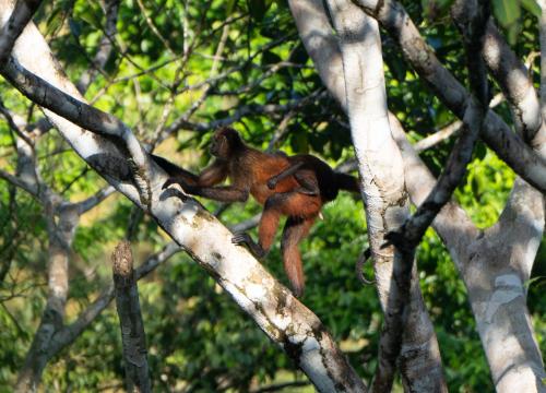 two monkeys standing on the branches of a tree at El Cerrito in Puerto Jiménez