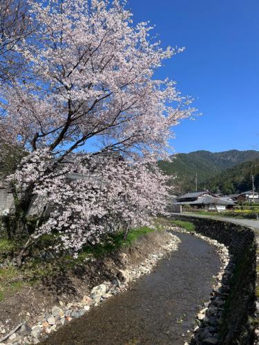 a tree with white flowers on a gravel road at Ryoso Chatani in Kyoto