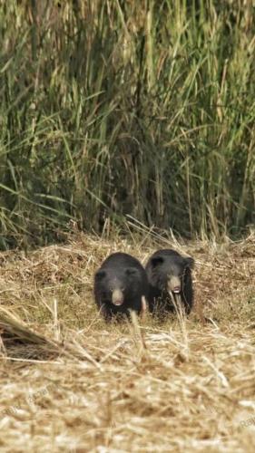 Animaux dans l'hôtel ou à proximité