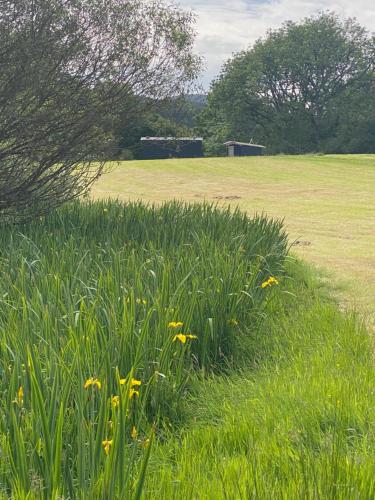 a field of grass with yellow flowers in it at The Hidden Shepherds Hut- Off Grid Retreat in Castle Douglas