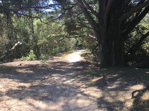 un chemin de terre avec un arbre dessus dans l'établissement Maison de pêcheurs, à La Couarde-sur-Mer