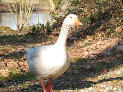 a white duck standing next to a body of water at Schloss Rimburg - Adventures & Residences in Übach-Palenberg