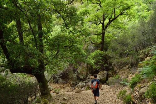 a man walking on a trail in a forest at Casa Rural Ahoraya in El Colmenar