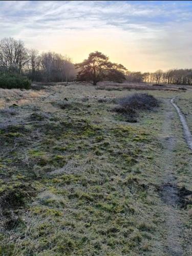 a field with a dirt road in a field at Chalet 'Forest Happiness' in Anloo