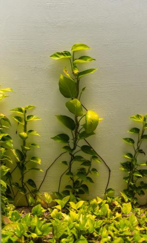 two plants against a wall with green leaves at Paradise Palms - Guest House in Thoddoo