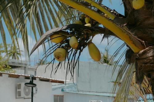 Fotografie z fotogalerie ubytování Avi Cabana v destinaci Himmafushi