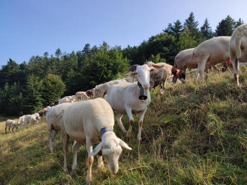 a herd of sheep grazing on a grassy hill at Le marronnier in Valleraugue