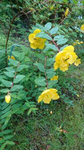 a group of yellow flowers in the grass at Utsiken in Bergen