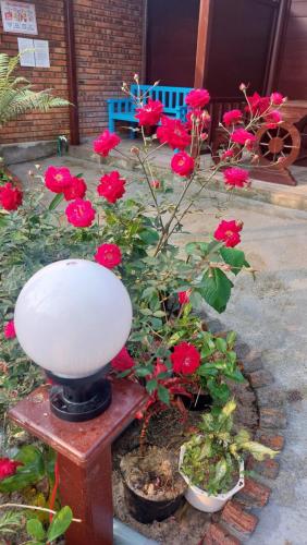 a flower garden with red roses and a lamp at Củi Homestay Huế in Hue