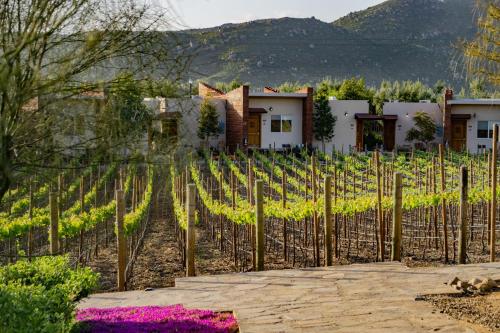 a vineyard with a bunch of grape vines at OJO AZUL RESORT in Valle de Guadalupe