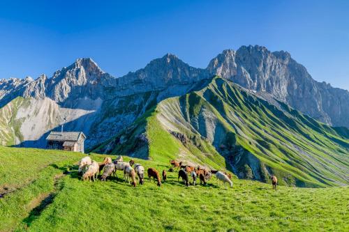 a herd of animals walking on a grassy hill at Ferienwohnung Ferienglück in Krün