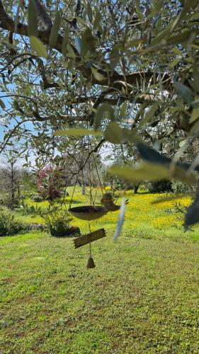 Κήπος έξω από το Agriturismo CarpinoNero