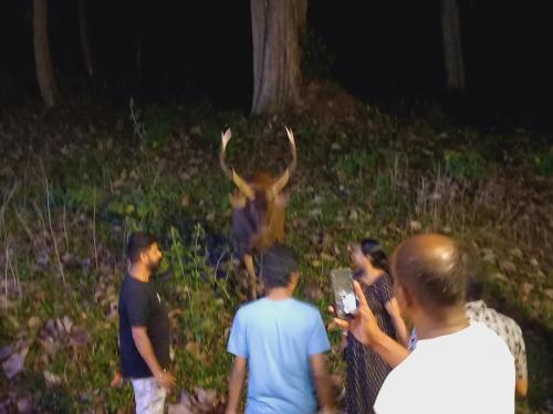 a group of people taking pictures of an animal at night at Wild Window - Forest View Homestay in Thekkady