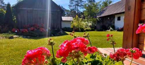 a bunch of red flowers in front of a house at Siedlisko pod lipą in Józefów