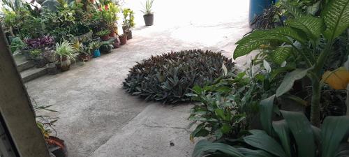 - un jardin avec une bande de plantes en pot dans l'établissement NoS Casa, à Montanha