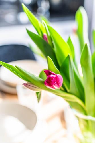 a pink flower in a vase with green leaves at Top Alex domki Międzyzdroje Lubin in Międzyzdroje