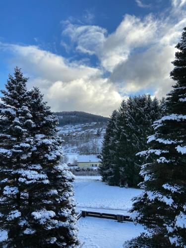 a snow covered yard with trees and a building at Elsa's Waldnest-Nähe Fichtelsee in Warmensteinach