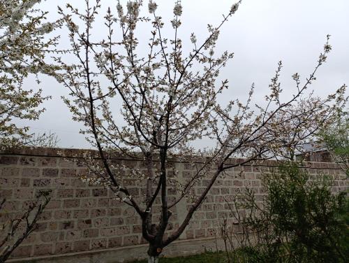 a tree with white flowers in front of a brick wall at Kalachi guest house Armenia in Yerevan