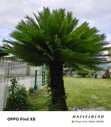 a palm tree in a field next to a fence at 十畝田山莊會館 in Chishang