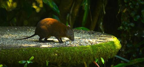 a small rodent walking on top of a rock at Riflebird Lodge in Topaz