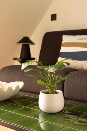 une plante en pot assise sur une table devant un canapé dans l'établissement Charming studio A C - 2P- Montorgueil, à Paris
