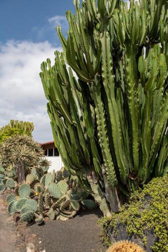 a large green cactus plant in a garden at Apartment Luna FKK Nudist Place in Charco del Palo