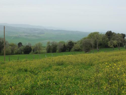 a field of green grass with trees in the background at Agriturismo Riposati in Monticchiello