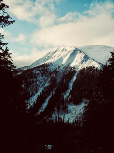 a snow covered mountain with trees in the foreground at Horská Bouda v Obřím Dole in Pec pod Snezkou