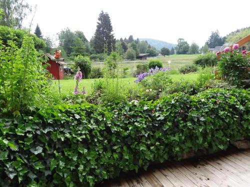 a garden with green bushes and flowers at Ferienwohnung Mattenweg 1a in Hinterzarten