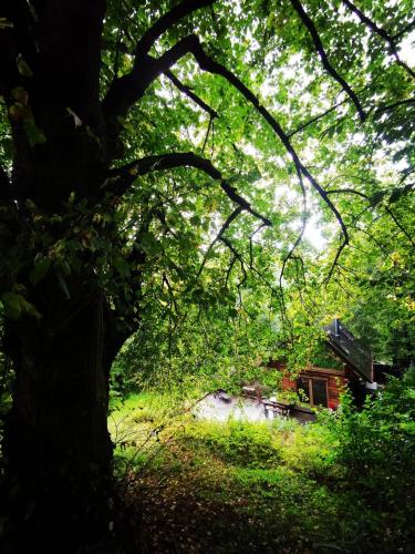 a tree in front of a house in the woods at Srub Pod Lípou - Skryje in Skryje