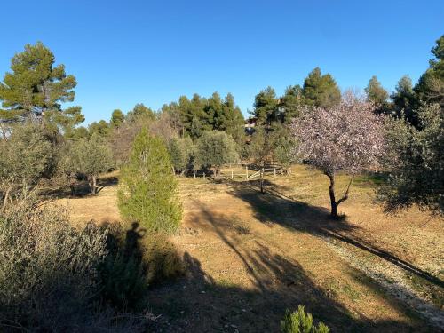 a tree in the middle of a field with trees at B&B Masia Katmandú in Cretas