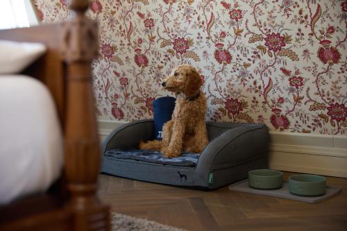 a dog sitting in a dog bed in a bedroom at Hotel Detmolder Hof in Detmold
