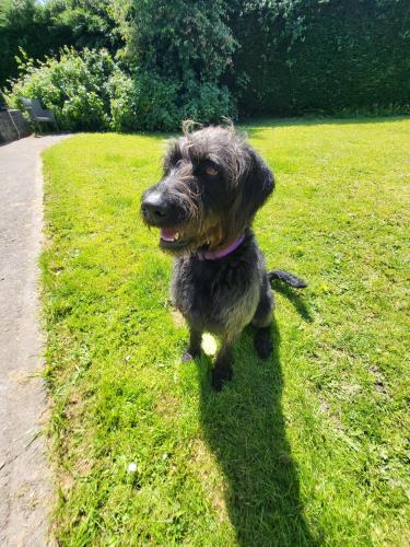 a dog sitting in the grass in a field at Hazelwood Holiday Home in Sligo