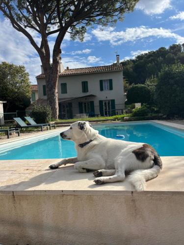 a dog laying on a wall next to a swimming pool at Villavos- Le Bocage in Cassis