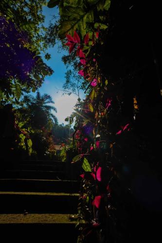 a view of a group of stairs with pink flowers at Kandahena Mansion in Akuressa
