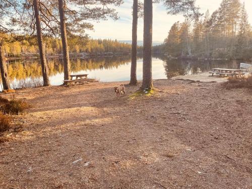 a dog walking in the dirt next to a lake at Kosta Bed in Kosta