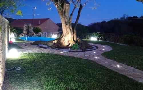 a tree in the middle of a yard at night at La Locanda del Curato Rooms in Lentiscosa