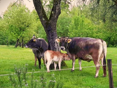 three cows standing in a field next to a tree at Joli studio à la ferme avec patio couvert in Saint-Germain-du-Bois