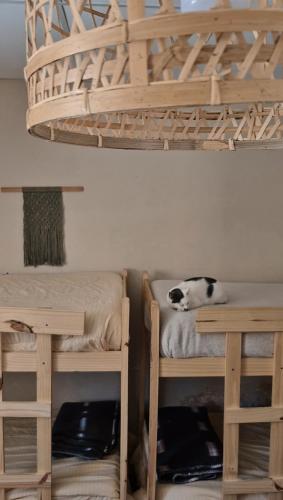 a cat laying on a bed under a bunk bed at Mestiza Hostal in Humahuaca